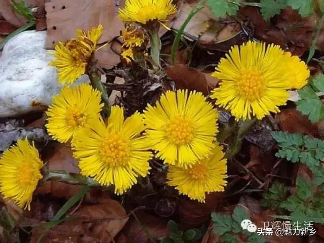 新乡故事：你是不是傻傻地把这些花都叫做野菊花？