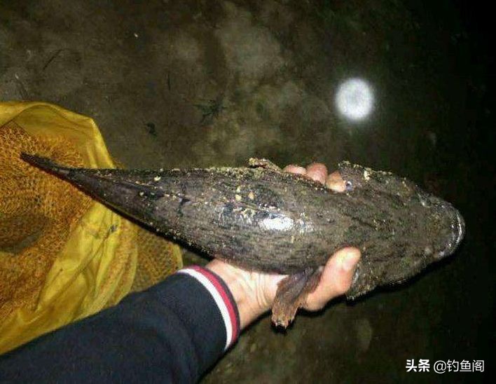 凶猛虎头鱼,虎头鱼特性