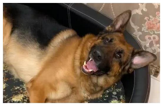 德牧贪玩主人,狗狗调皮被主人训