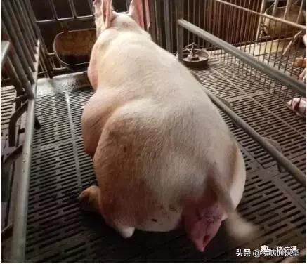 母猪初产时应注意哪些,母猪产仔的方法和注意事项