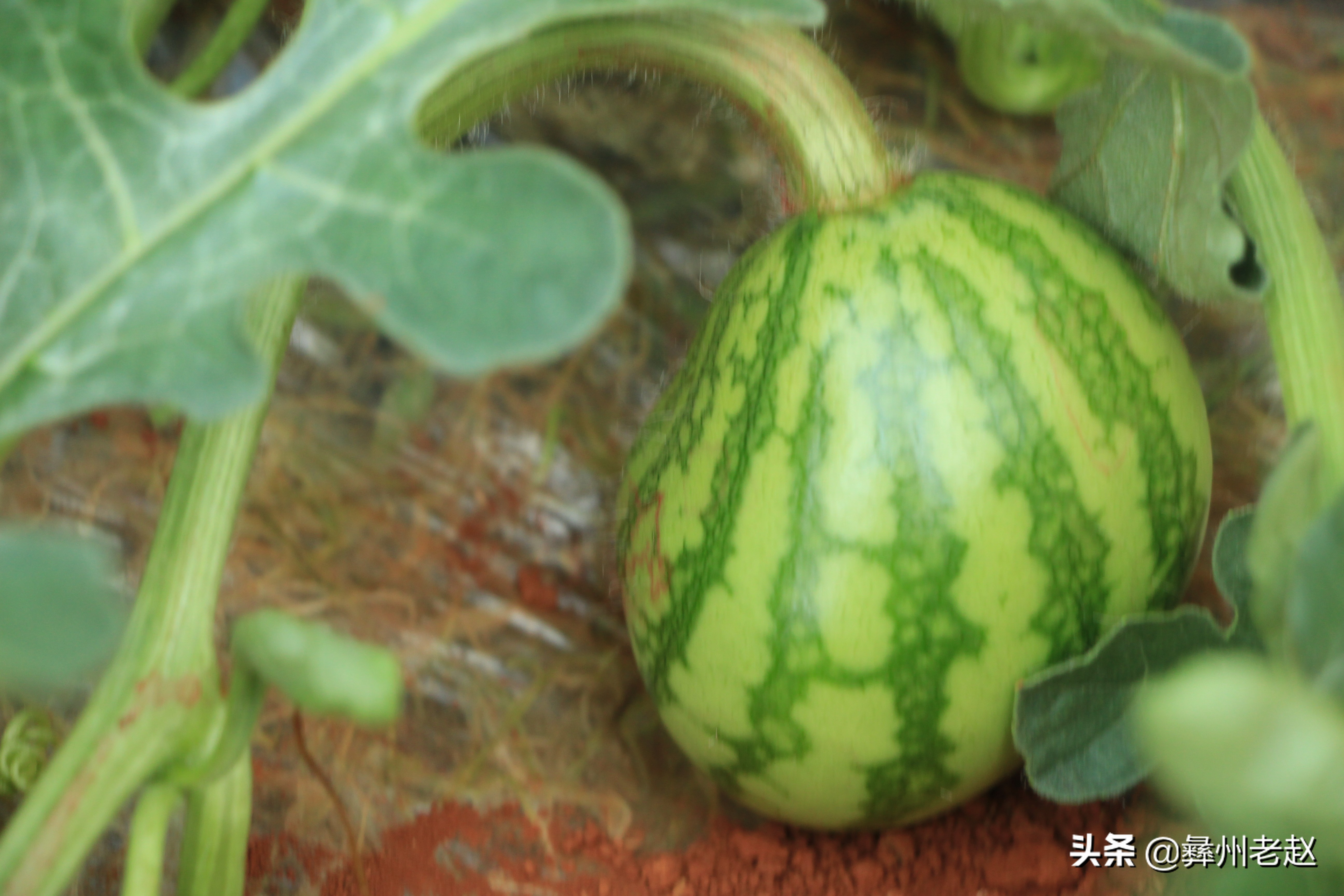 西瓜使用氯吡脲怎么配水,西瓜氯吡脲怎么授粉