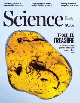 科学家发现恐龙时代琥珀化石,缅甸琥珀的发现历史视频