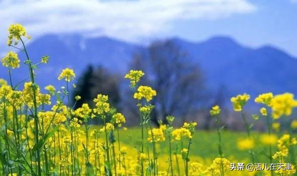 大“疫”灭清，天津2020赏花地图上线！