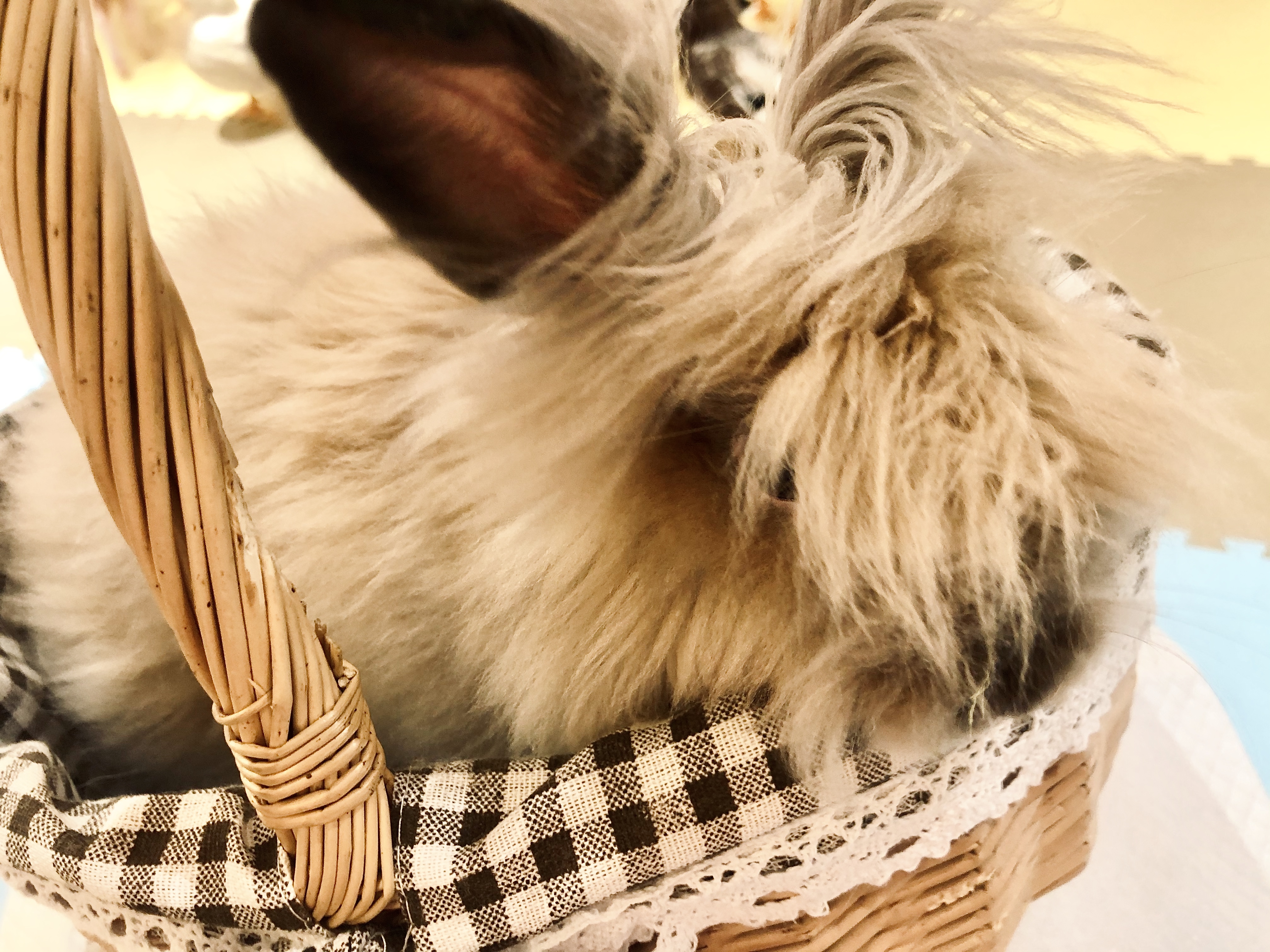 撸动物的网红店顺德,撸小动物的网红店北京世纪金源