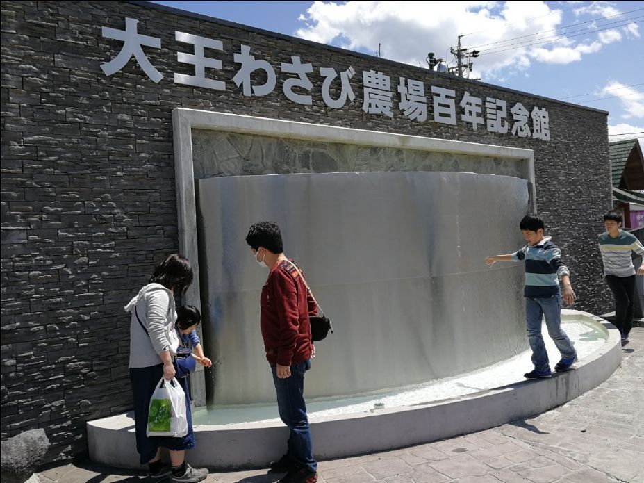 一周狼狈吃了两根山葵的人，终于去了安昙野大王山葵农场