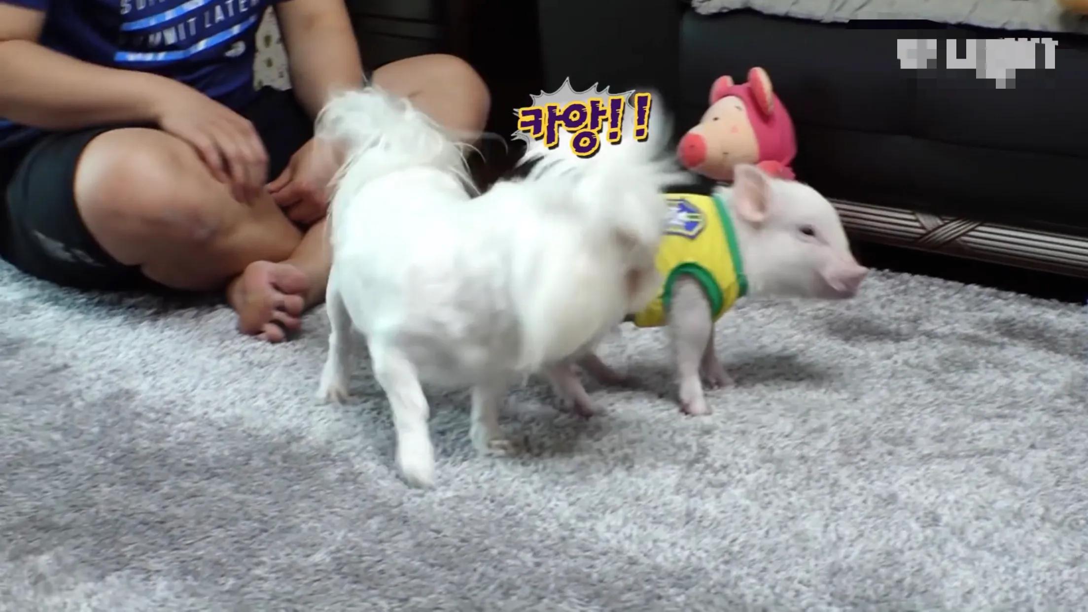 小猪的智商高达多少 (韩国最聪明的小猪)