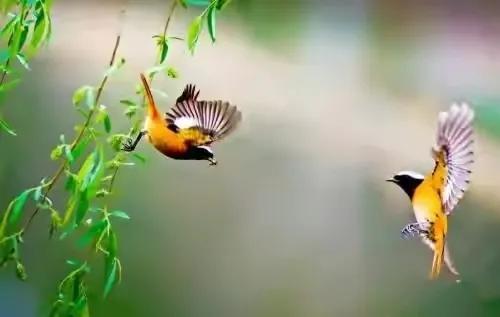 诗圣杜甫最经典的十首诗,杜甫40首诗每首是经典