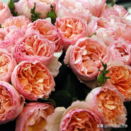 月季根瘤预防,月季根瘤传染别的植物吗