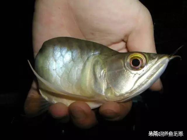 龙鱼细长不宽,龙鱼只长身体不长头