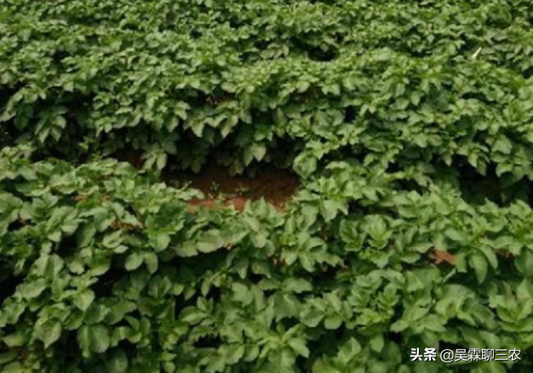 提高马铃薯商品性栽培技术问答,学习农作物栽培技术培训通知