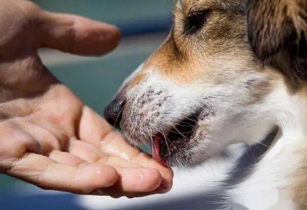 狗舔人为什么还时不时轻咬几下,狗舔人脏不脏