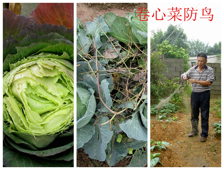 蔬菜档案甘蓝类,甘蓝蔬菜档案介绍