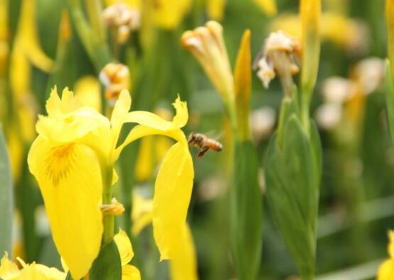 水仙花烂根怎么修理,水仙花烂根的原因及解决方法