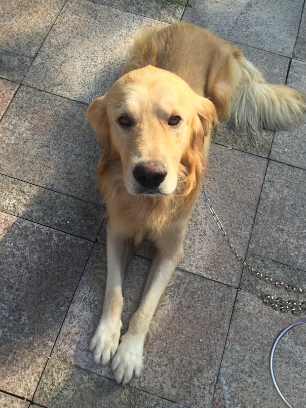 金毛瘦吃不胖怎么回事,金毛一直很瘦怎么办