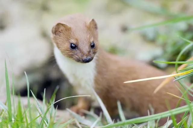 胡黄白柳灰五仙的来历,胡黄灰白柳蟒分别指的是什么