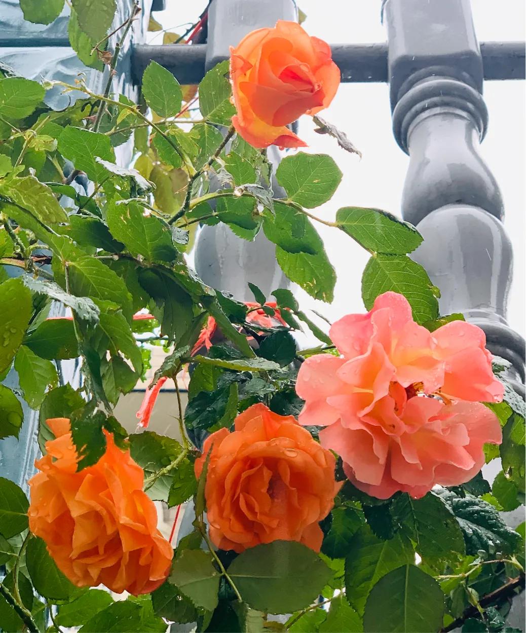 七律谷雨时节,七律谷雨时节平水韵