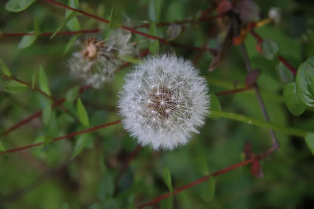 绣球花的花瓣好漂亮！等等，你确定那是花瓣？