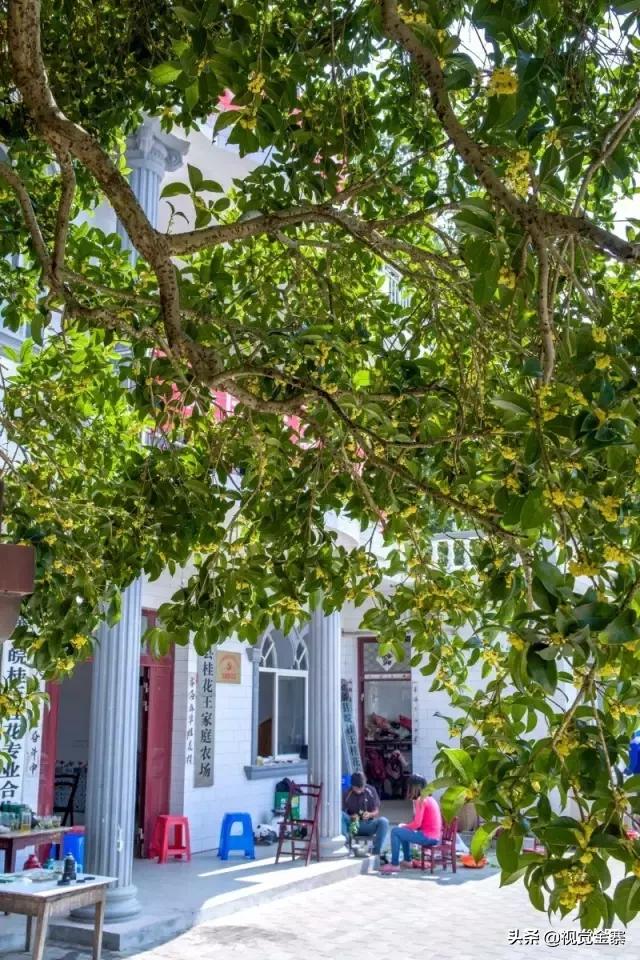 安徽金寨有棵千年“桂花王”，为国内发现最大的桂花树