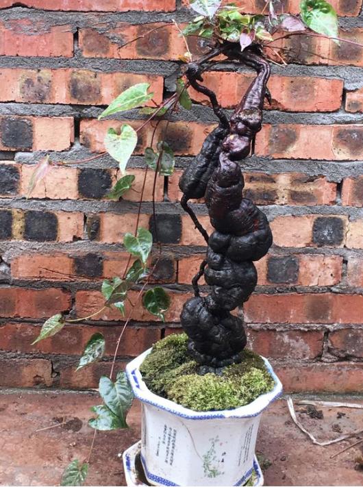 陕西秦岭大山里的制何首乌,陕西秦岭制何首乌