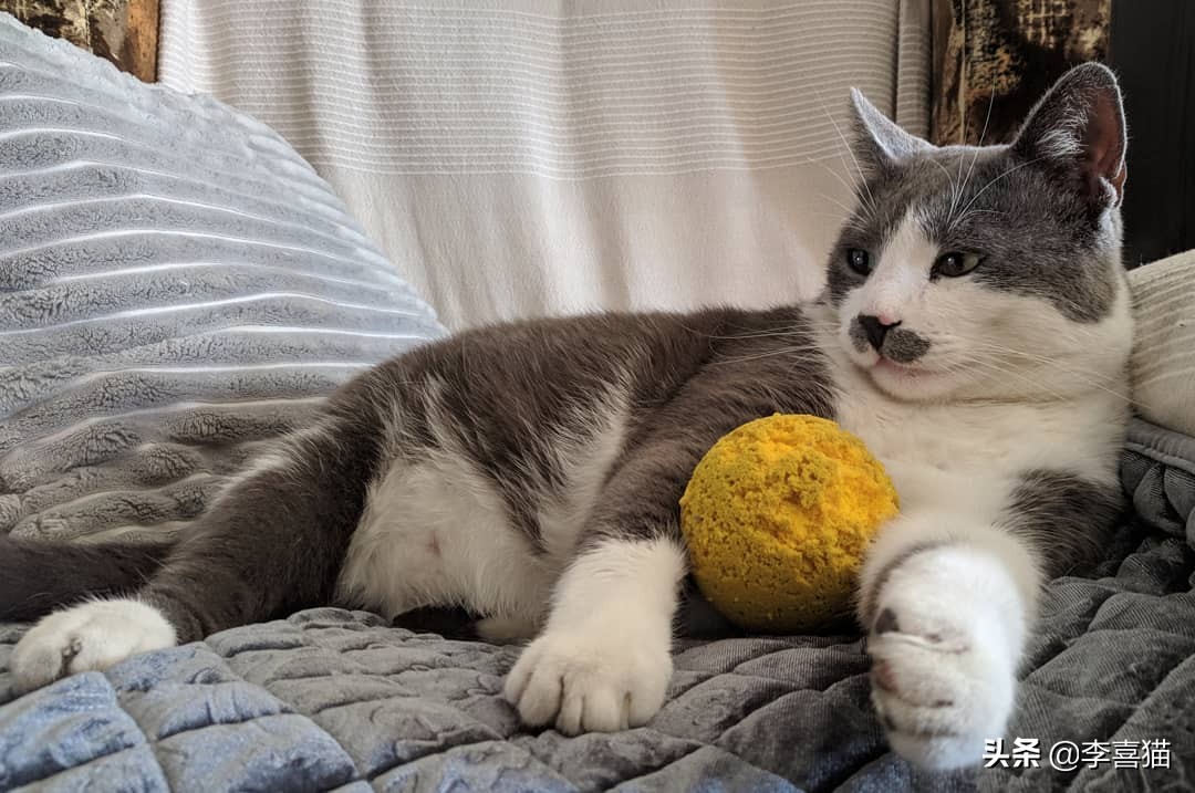 铲屎官必备猫玩具大全 (猫咪必备的10种玩具)