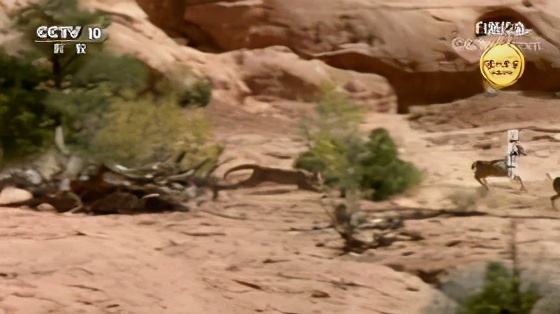 有哪些容易被认错的动物,容易被欺负的动物有哪些