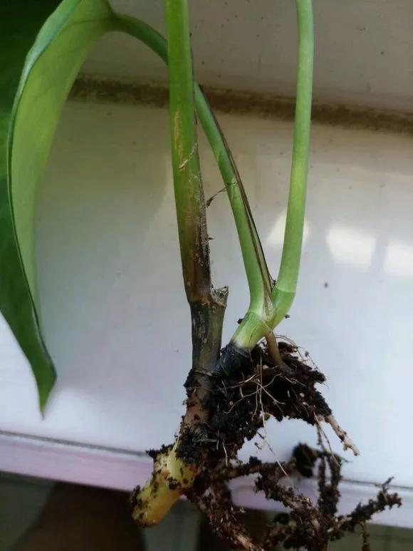 绿萝的生长过程有黄叶正常吗,绿萝黄叶的正确方法