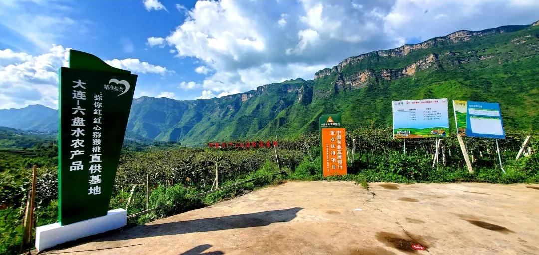 红心猕猴桃要浸果几次,红心猕猴桃浸果的最佳温度