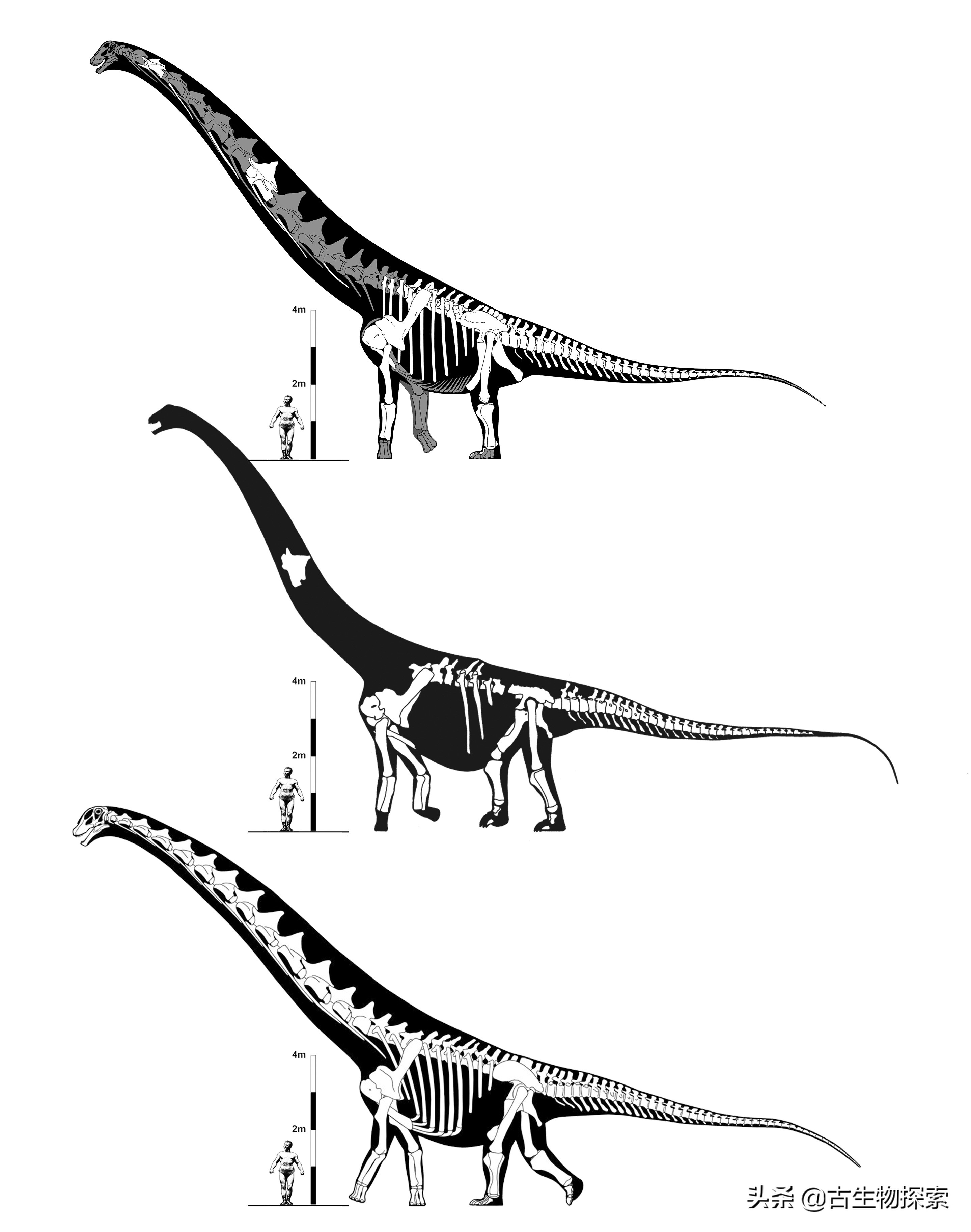 超级巨龙和金牌巨龙,超级巨龙进化