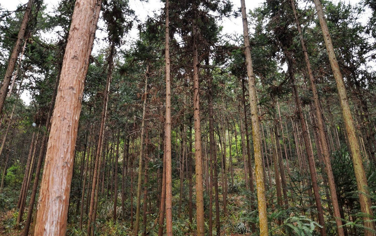 一根木材多少钱,一根2米长10公分的杉木多少钱