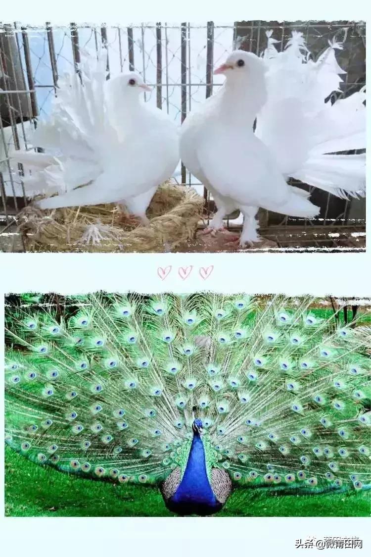 湄洲岛好玩还是九龙谷,去莆田先到九龙谷还是湄洲岛