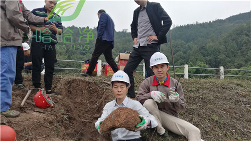 重庆白蚁上门防治怎样收费,重庆灭白蚁公司排名