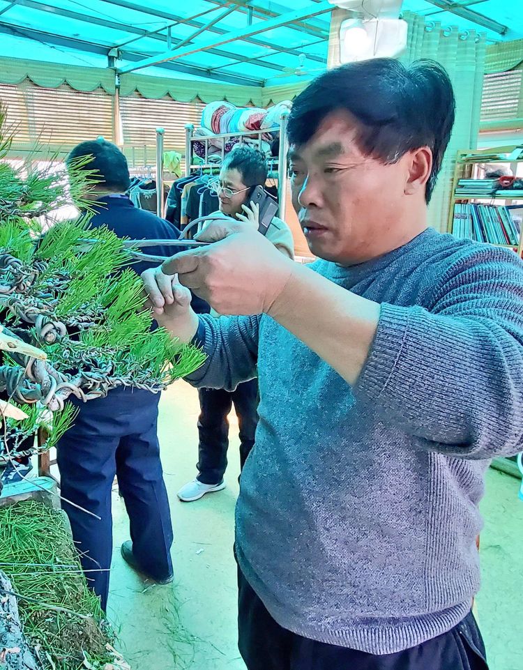 金奖精品黑松盆景 (日本国风展黑松盆景高清图)