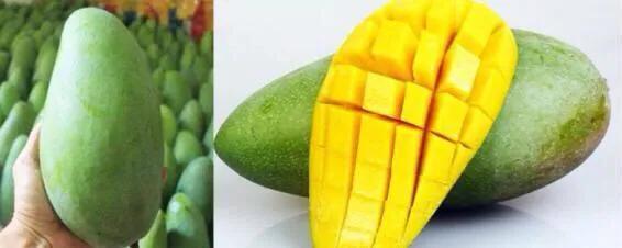 芒果树最甜的品种,芒果树哪种品种好吃
