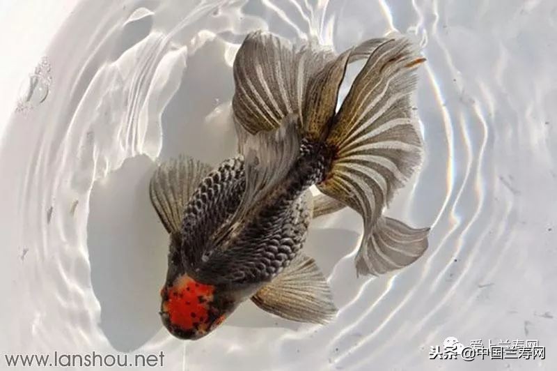 十大最稀有的金鱼品种,比较大的金鱼品种有哪些