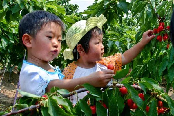 顺义大芦苇荡樱桃采摘园,顺义五大樱桃园