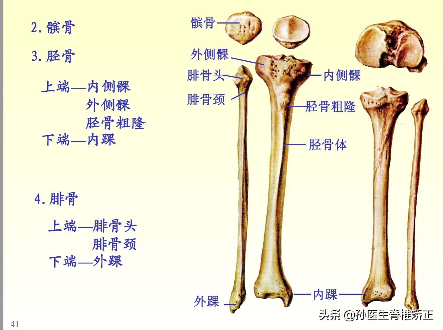 解剖学基础ppt完整版,人体系统解剖学ppt完整版