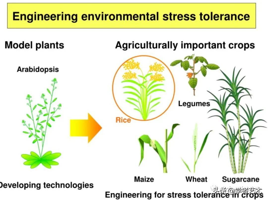 东京大学sgu本科,东京kokoro日本语学校