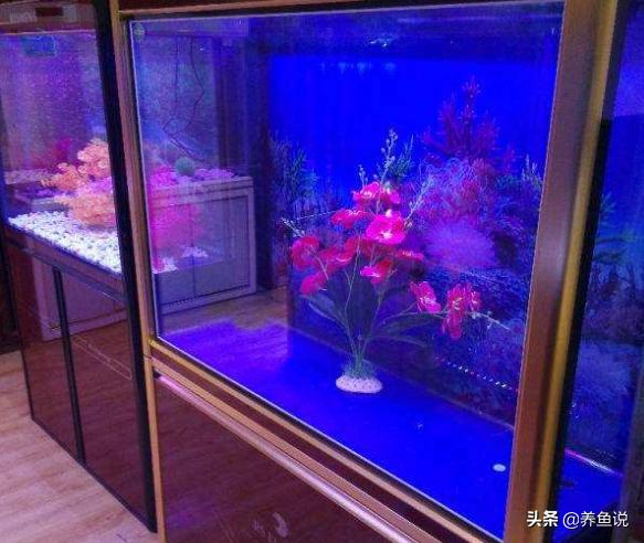 鱼缸消毒滤材也要消毒吗,鱼缸消毒三种简单高效的办法