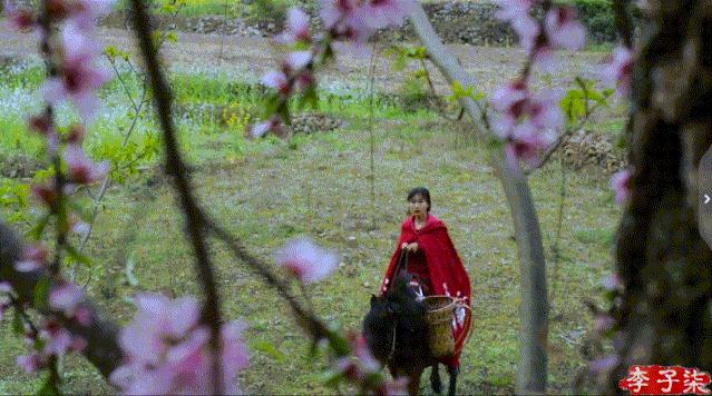 李子柒火起来,网红李子柒爆火的原因