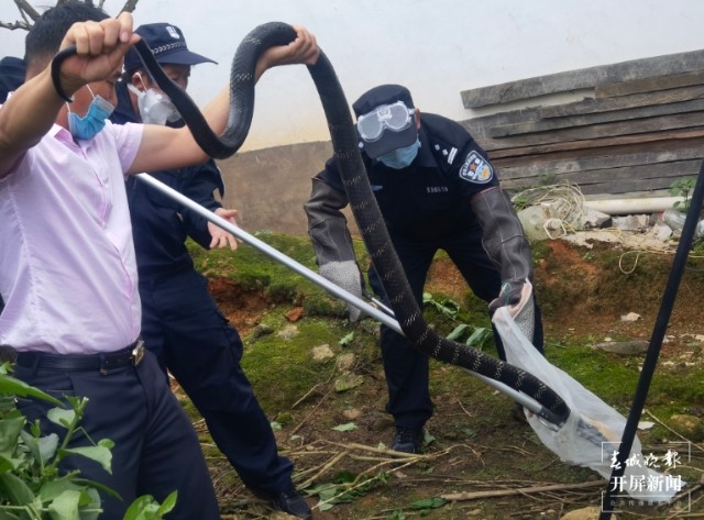 普通蛇遇到眼镜王蛇为何不逃走,哪些蛇最怕眼镜王蛇