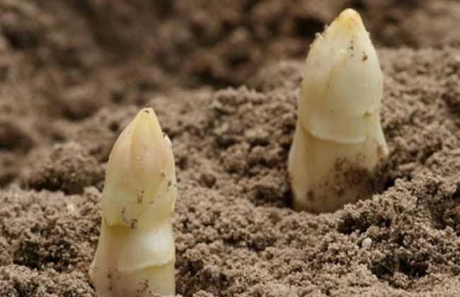 芦笋根盆栽怎么种植是最好的方法,芦笋种植完全不施化肥农药可行吗