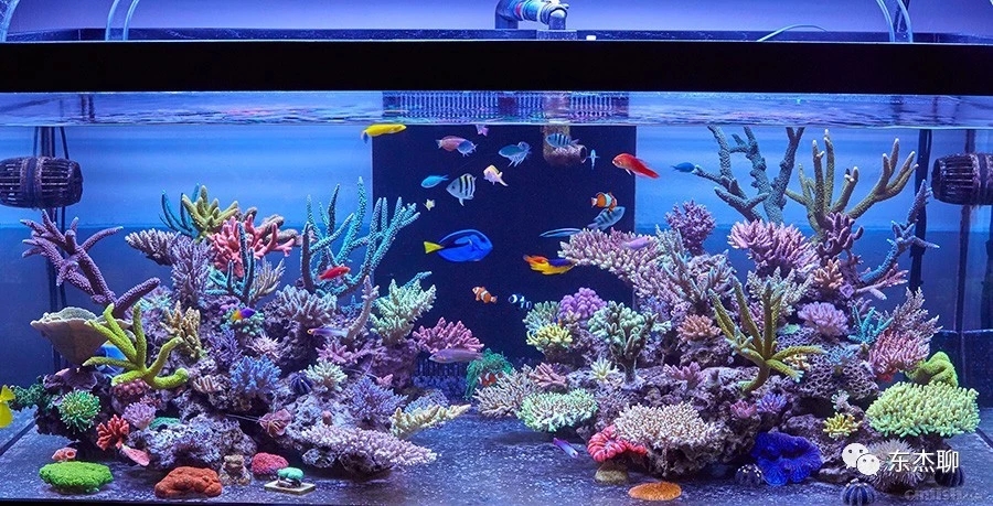养珊瑚缸最佳过滤材料有几种,珊瑚海缸过滤