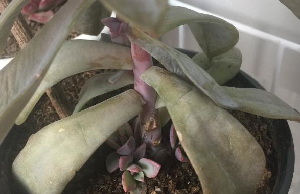 多肉叶子变软了蔫蔫的怎么救活,多肉叶子发软打蔫儿怎么处理