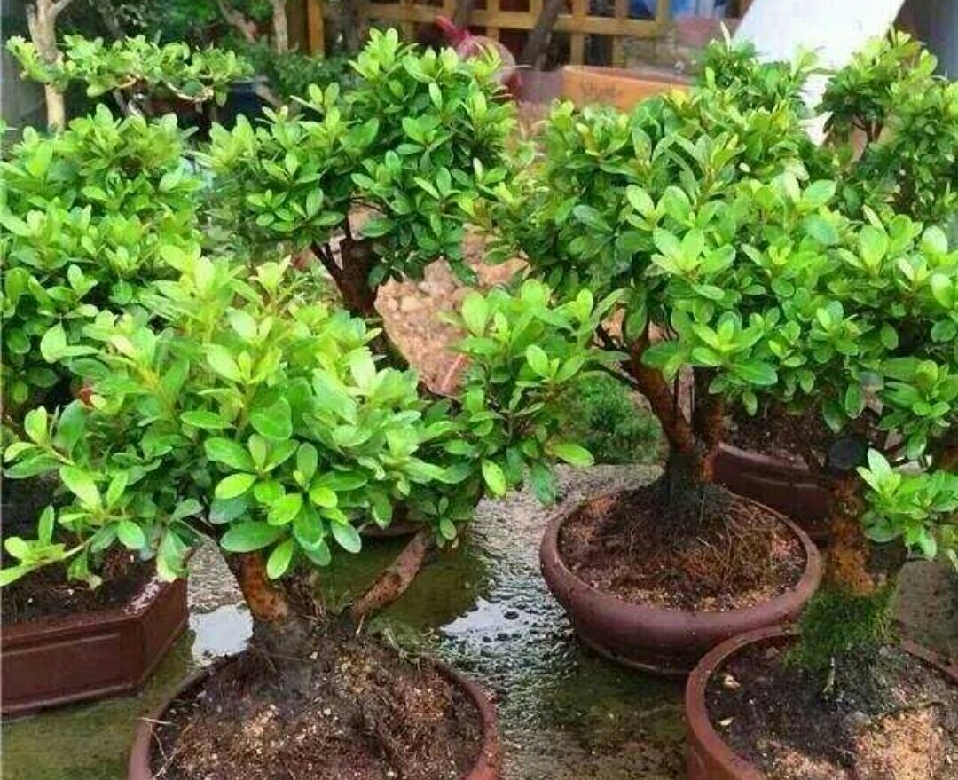 花卉误喷了除草剂怎么补救,花卉药害能自愈吗