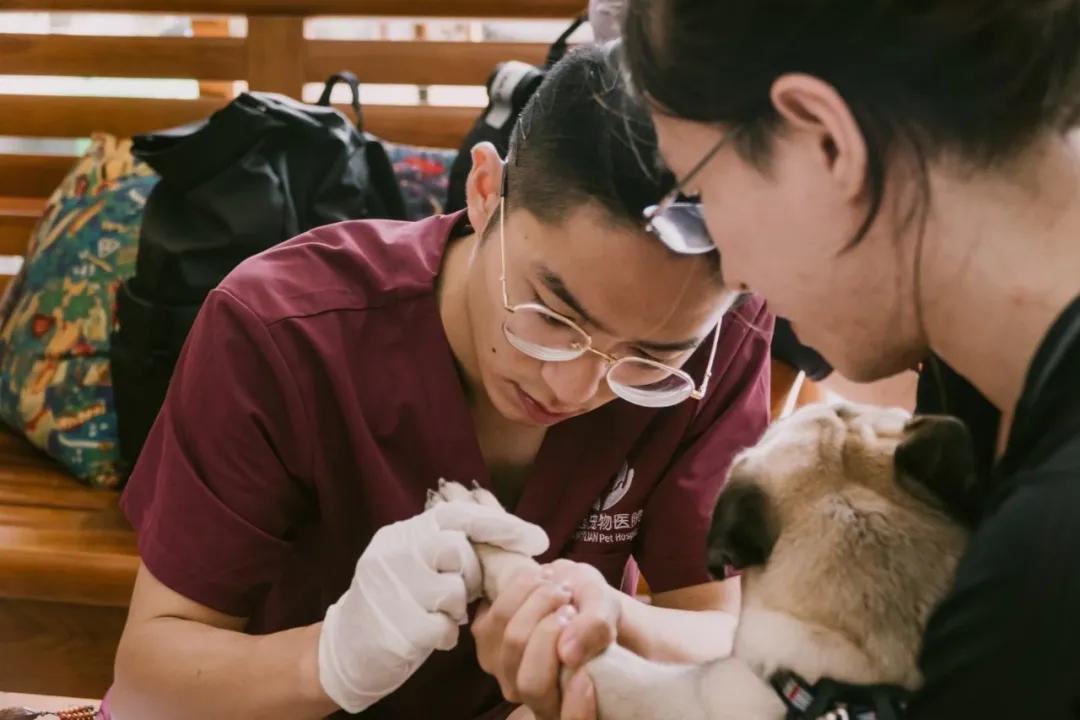 带着自己的宠物去旅行,主人带着狗狗去全世界旅行
