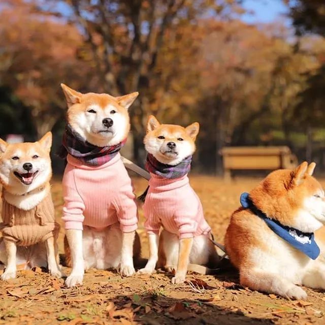 比人还会拍照的狗，简直萌炸朋友圈了