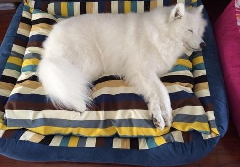 萨摩耶感冒流鼻涕怎么办,萨摩耶感冒了吃板蓝根