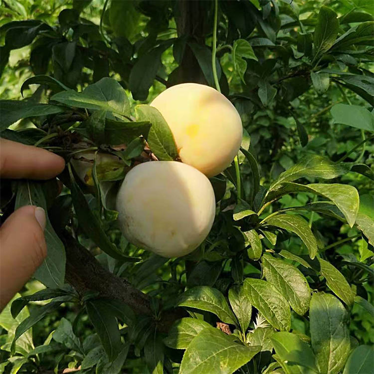 一亩恐龙蛋多少钱,树上结了好多恐龙蛋