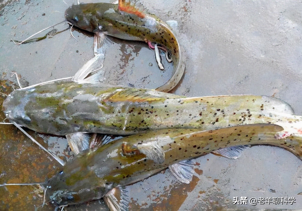 三男子猎捕芝麻剑被刑拘,3男子猎捕芝麻剑被刑拘