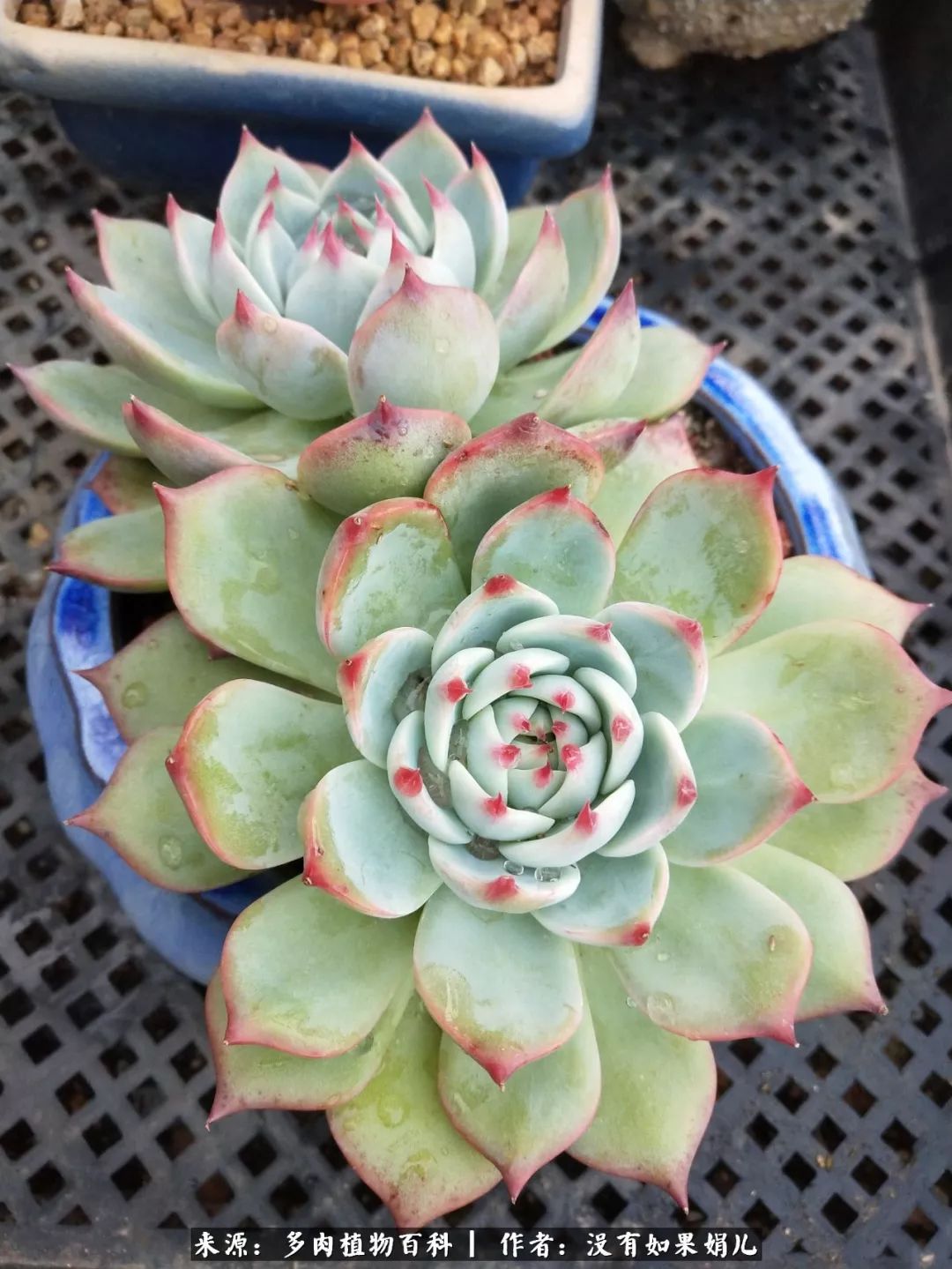 明人不说暗话，我为多肉而来！